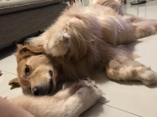 Benji - Golden Retriever Dog