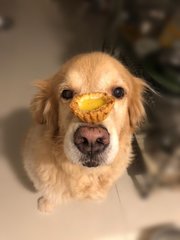 Benji - Golden Retriever Dog