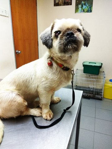 Miki - Shih Tzu + Pekingese Dog