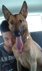 Ace - Belgian Shepherd Malinois Dog