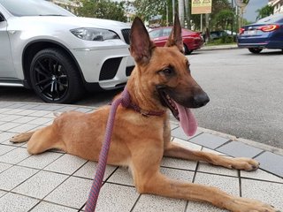 Ace - Belgian Shepherd Malinois Dog