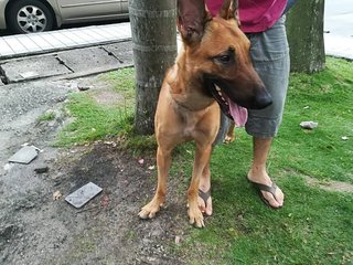 Ace - Belgian Shepherd Malinois Dog