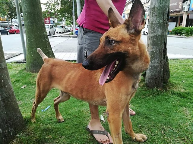 Ace - Belgian Shepherd Malinois Dog