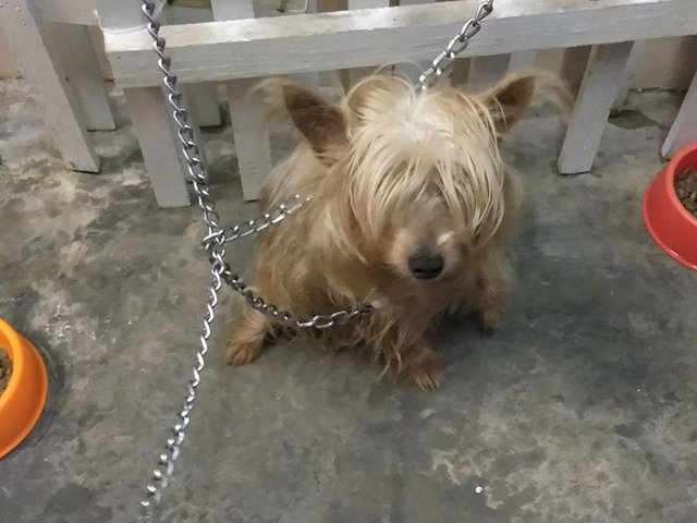 Xiao Bai - Mixed Breed Dog