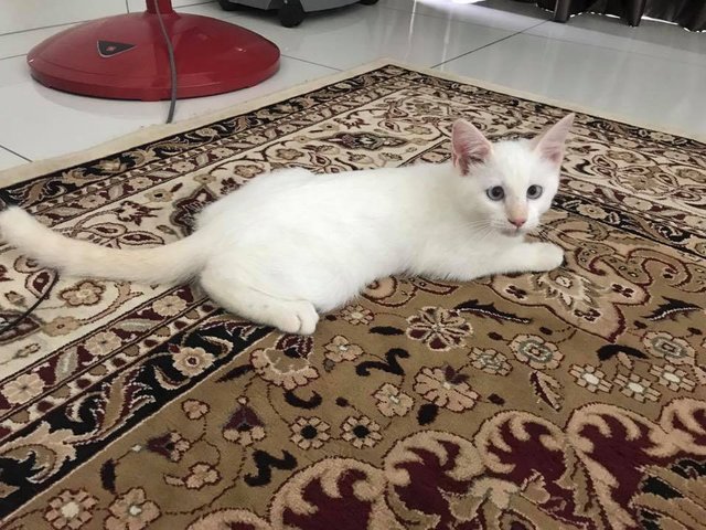 Snowy - Persian + Domestic Short Hair Cat