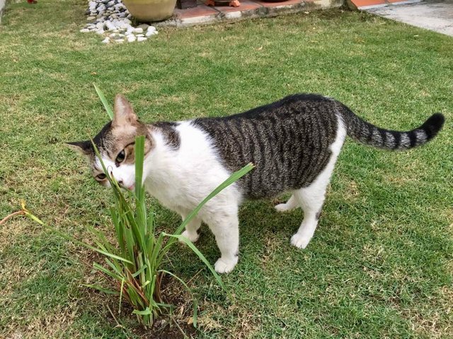 Mario - Domestic Short Hair Cat