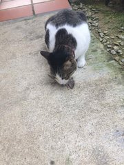 Mario - Domestic Short Hair Cat