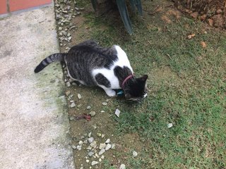 Mario - Domestic Short Hair Cat