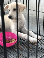 Rainbow - Labrador Retriever Mix Dog