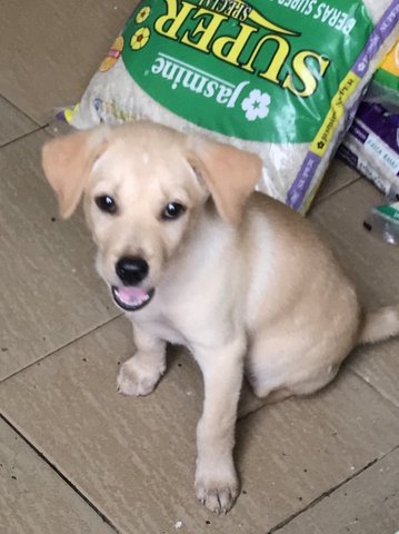 Rainbow - Labrador Retriever Mix Dog