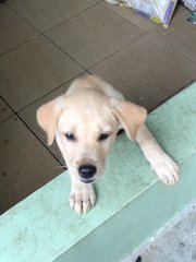 Rainbow - Labrador Retriever Mix Dog