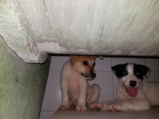 Po &amp; Jolie - Mixed Breed Dog