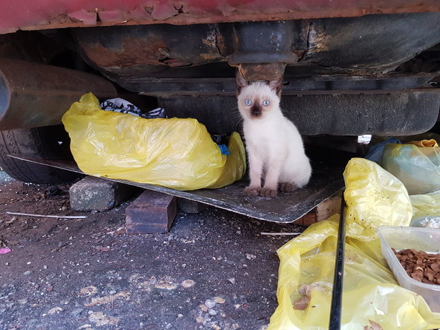 Car Cats - Siamese + Domestic Short Hair Cat