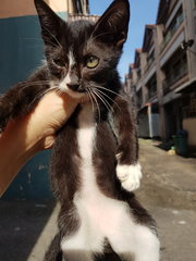 Car Cats - Siamese + Domestic Short Hair Cat