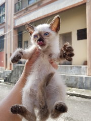 Car Cats - Siamese + Domestic Short Hair Cat