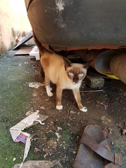 Car Cats - Siamese + Domestic Short Hair Cat