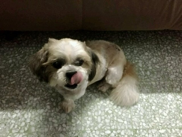 PF86388 - Shih Tzu Dog