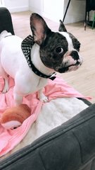 Mallow - French Bulldog Dog