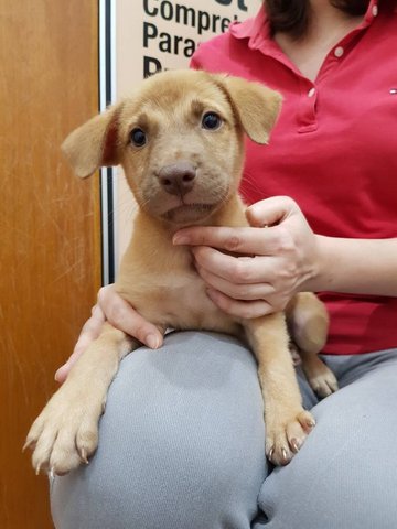 Creamy And Mocha - Mixed Breed Dog