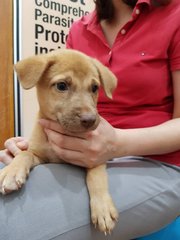 Creamy And Mocha - Mixed Breed Dog