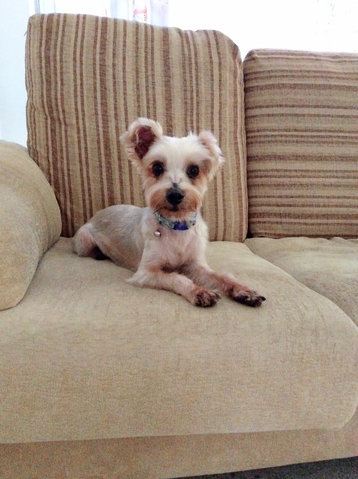 Small Dog For Adoption - Silky Terrier Dog