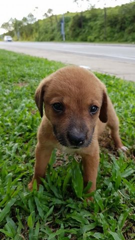 R8 - Mixed Breed Dog