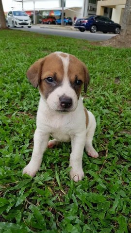 R10 - Mixed Breed Dog