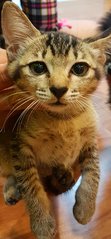 Brown Mackeral Kitten - Domestic Short Hair Cat