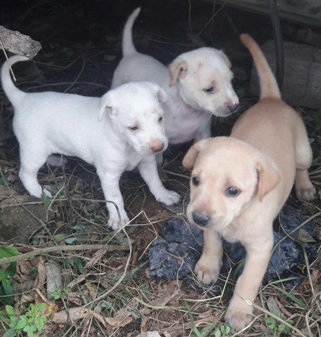 9 Puppies  - Mixed Breed Dog