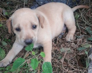 9 Puppies  - Mixed Breed Dog