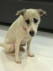 Lady Amber  - Terrier Mix Dog