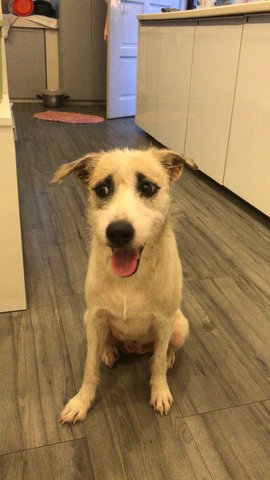 Lady Amber  - Terrier Mix Dog