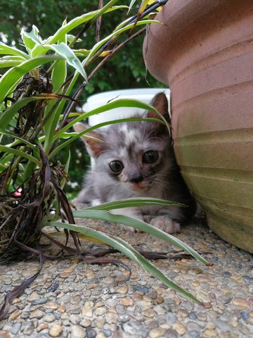 Dachi - Calico Cat