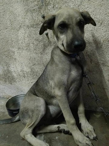 Sharpei Mixed - Shar Pei Mix Dog