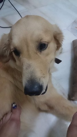 Chichi - Golden Retriever Dog