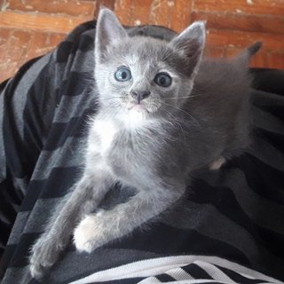 ❤ Havana Blue ❤ - Russian Blue + Domestic Short Hair Cat