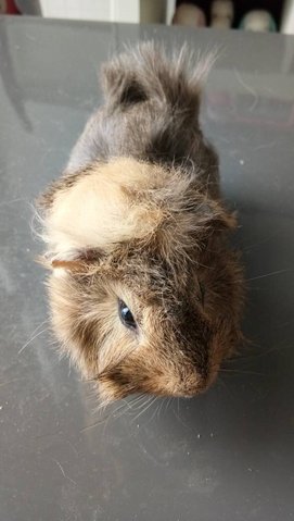 Joe  - Guinea Pig Small & Furry