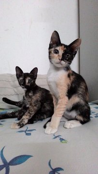 Warna And Warni - Domestic Short Hair + Tortoiseshell Cat