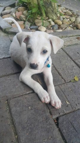 Whittiee  - Mixed Breed Dog