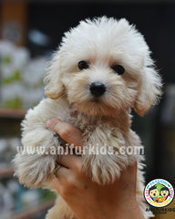 Adorable M1altese Mix Poodle Puppies - Maltese + Poodle Dog