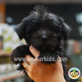 Adorable M1altese Mix Poodle Puppies - Maltese + Poodle Dog