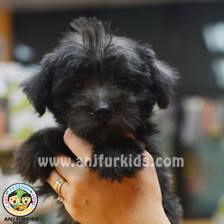 Adorable M1altese Mix Poodle Puppies - Maltese + Poodle Dog