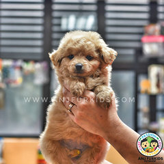 Adorable M1altese Mix Poodle Puppies - Maltese + Poodle Dog