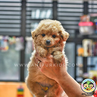 Adorable M1altese Mix Poodle Puppies - Maltese + Poodle Dog