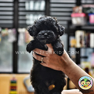 Adorable M1altese Mix Poodle Puppies - Maltese + Poodle Dog