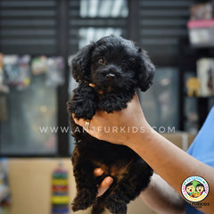 Adorable M1altese Mix Poodle Puppies - Maltese + Poodle Dog