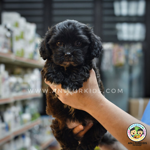 Adorable M1altese Mix Poodle Puppies - Maltese + Poodle Dog