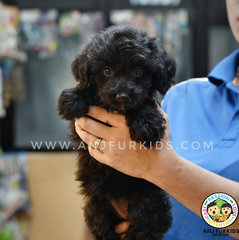 Adorable M1altese Mix Poodle Puppies - Maltese + Poodle Dog