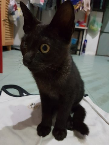 Charcoal - Domestic Short Hair Cat