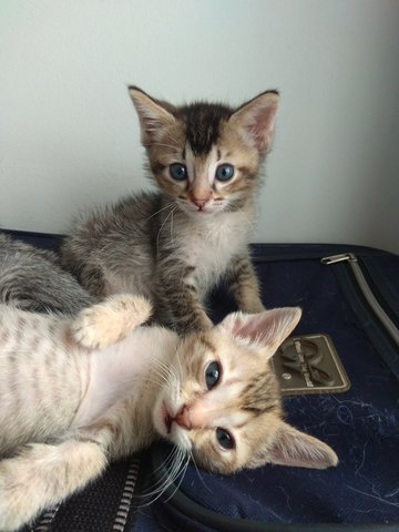 James, Lily &amp; Shiro - Domestic Short Hair Cat